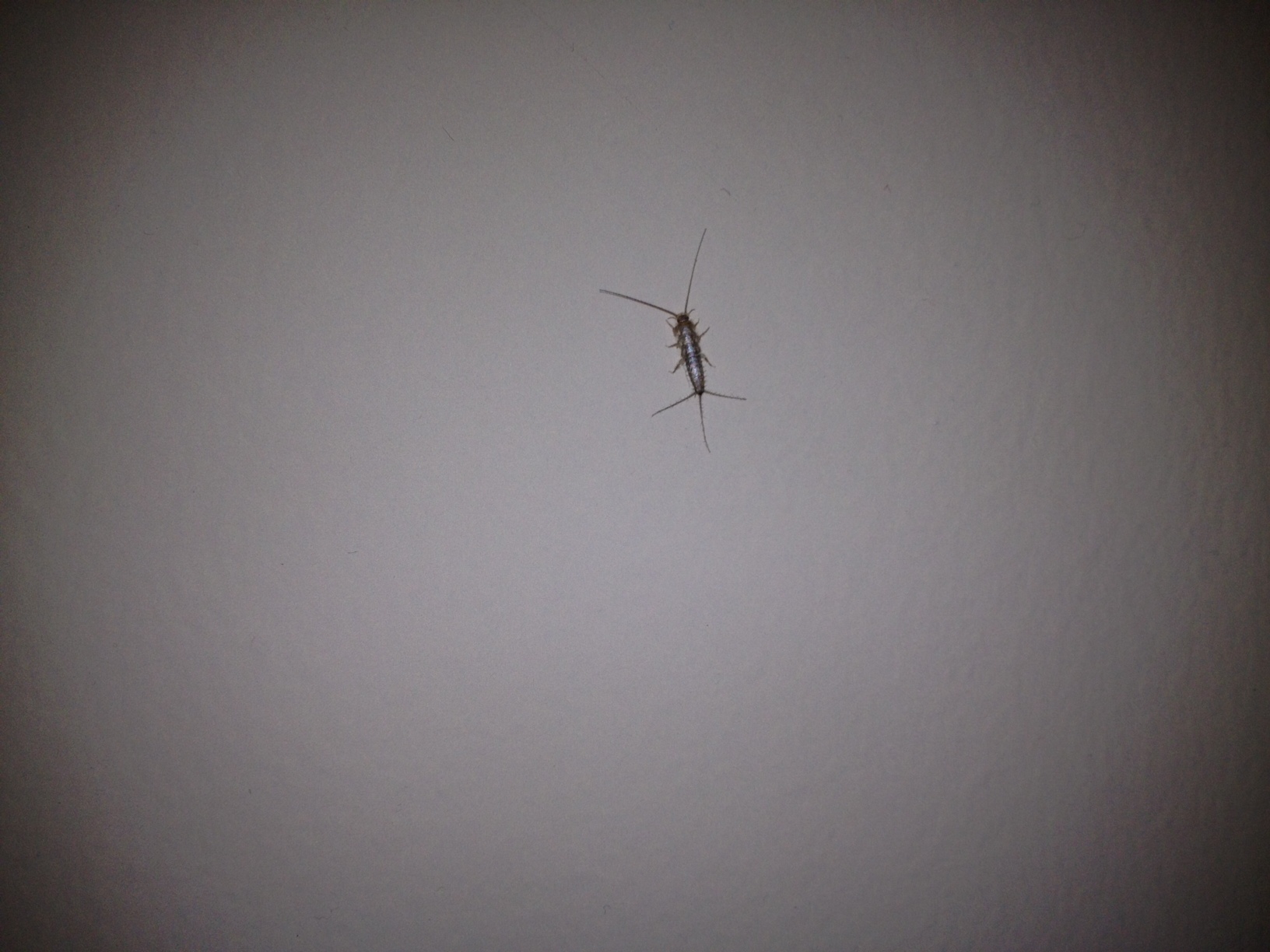 Silverfish picture